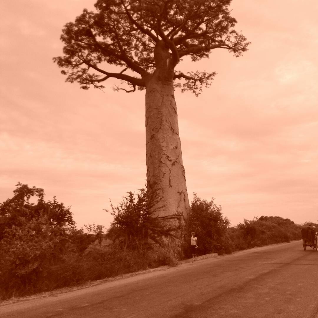 Madagascar in Focus: Nature, Culture, and Society